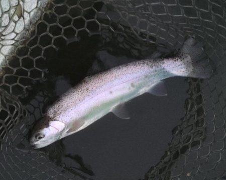 ルアーでチャレンジ 大安トラウトレイク